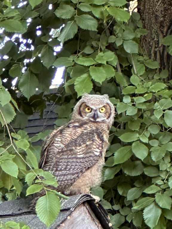 An owl in Naramata