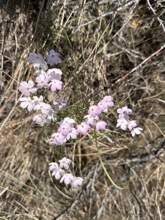 Wildflowers at the Osoyoos Desert Centre. 