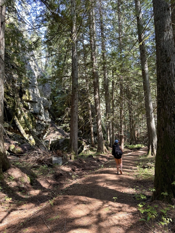 A hiker walks through cedar forest on the Sea to Sky Trail