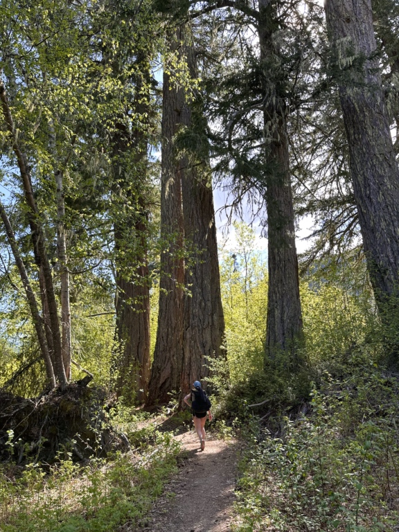 A hiker walks through old growth firs in the Gord's Garden section