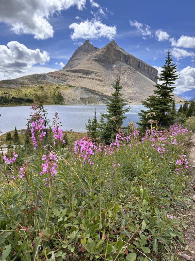 Fireweed in front of Ptarmigan Lake on the Packer's Pass Trail
