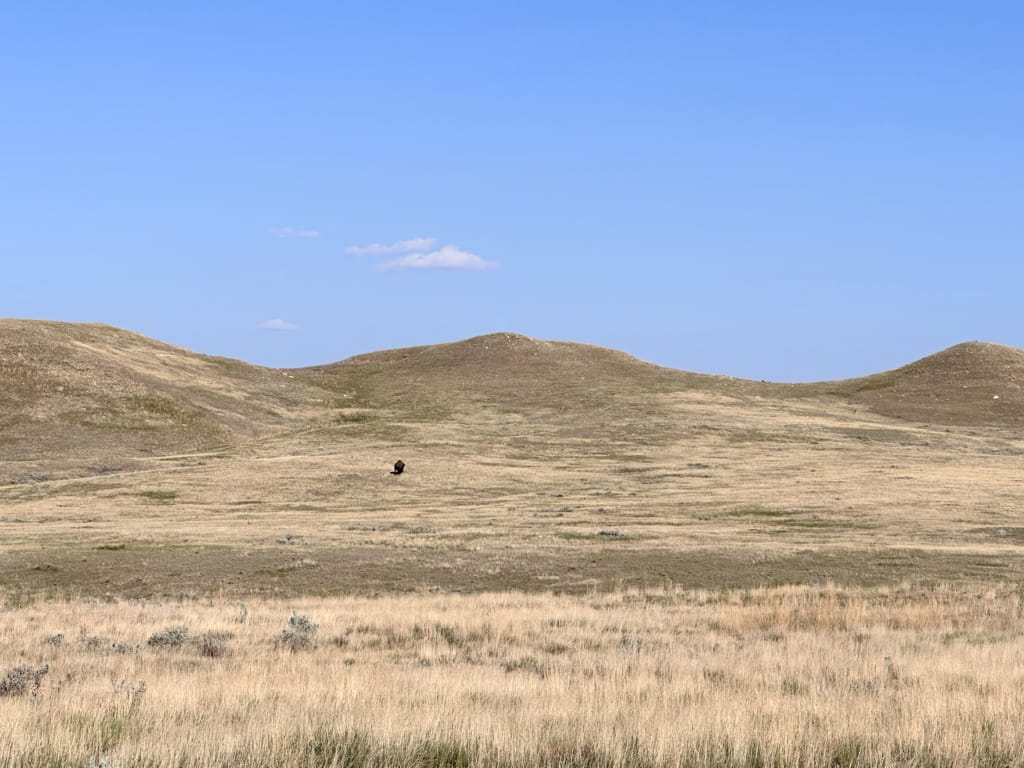 Bison in Grasslands National Park