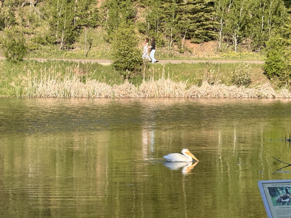 A pelican in Cypress Hills Interprovincial Park