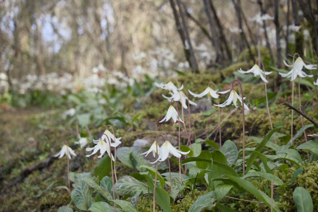 Fawn lilies blooming at Piper's Lagoon Park in Nanaimo