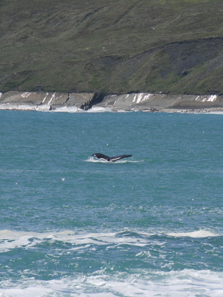 A humpback whale tail seen from Newfoundland