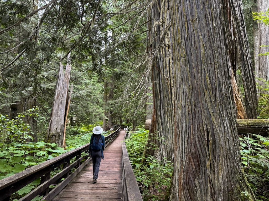 A hiker on the Universal Boardwalk at Ancient Forest Park near Prince George