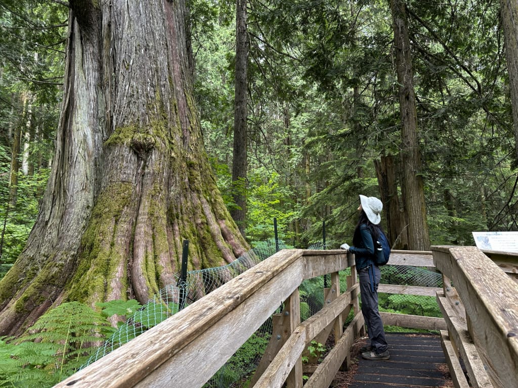 A hiker looks at a big tree from a viewing platform at Ancient Forest Park near Prince George