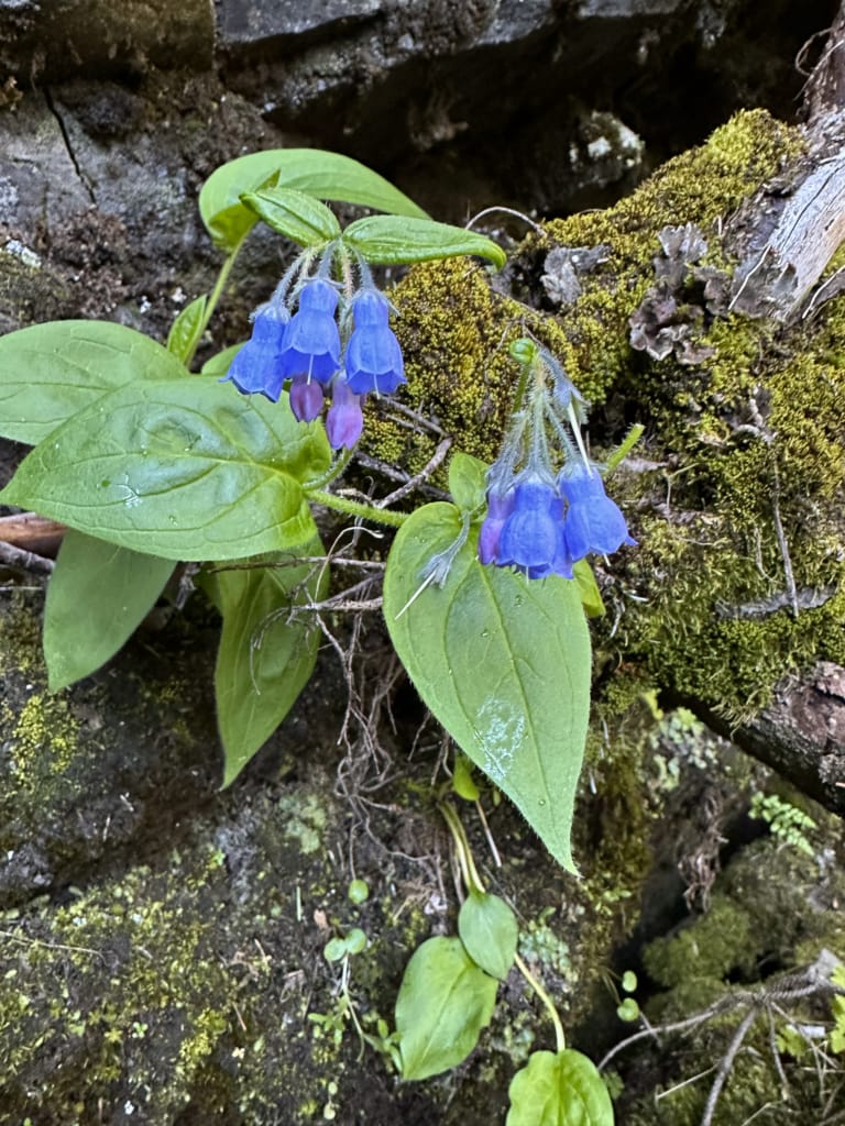 Wildflowers near Tumbler Ridge