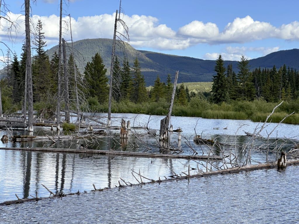 Dead trees provide habitat for birds at Bullmoose Marshes