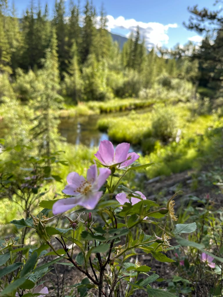 Wild rose on the Bittern Trail at Bullmoose Marshes