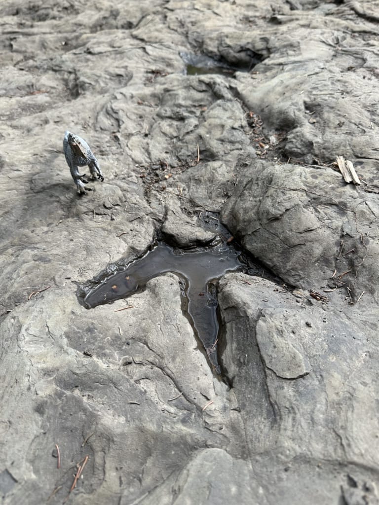 Dinosaur tracks in Tumbler Ridge with a plastic dinosaur next to them