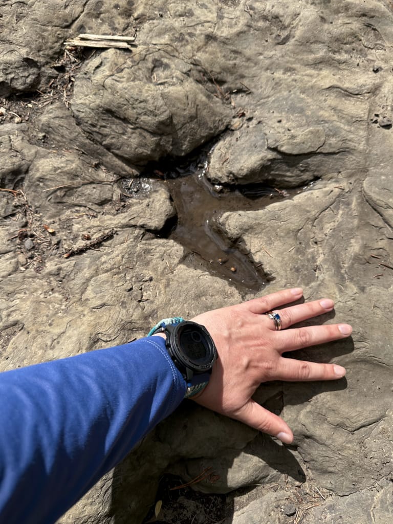 Dinosaur track with hand for scale