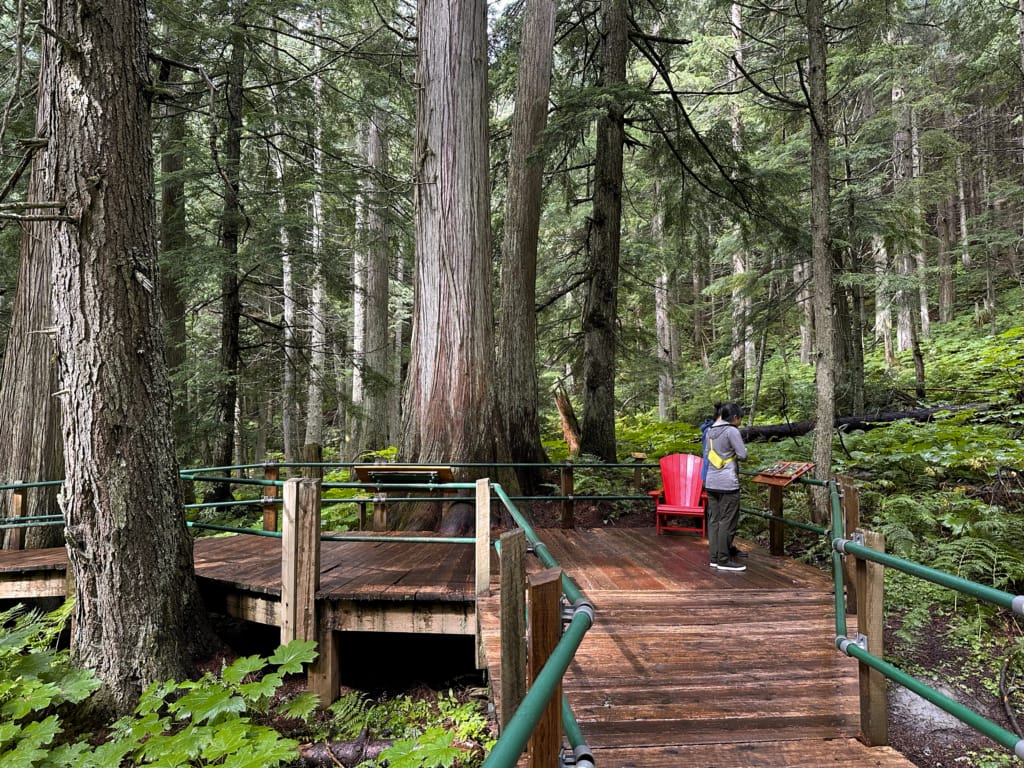 Hikers on the Hemlock Grove Boardwalk in Glacier National Park near Golden, BC