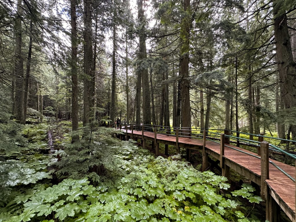 Boardwalk through the trees in Glacier National Park