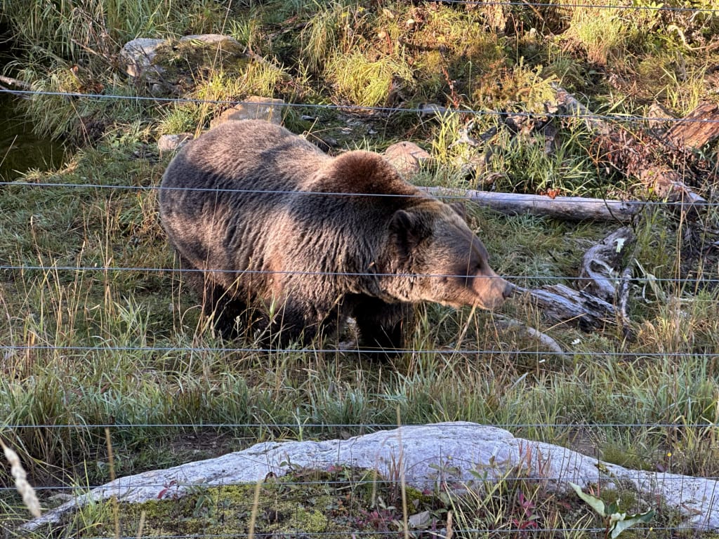Boo the grizzly bear at Kicking Horse Mountain Resort in Golden, BC