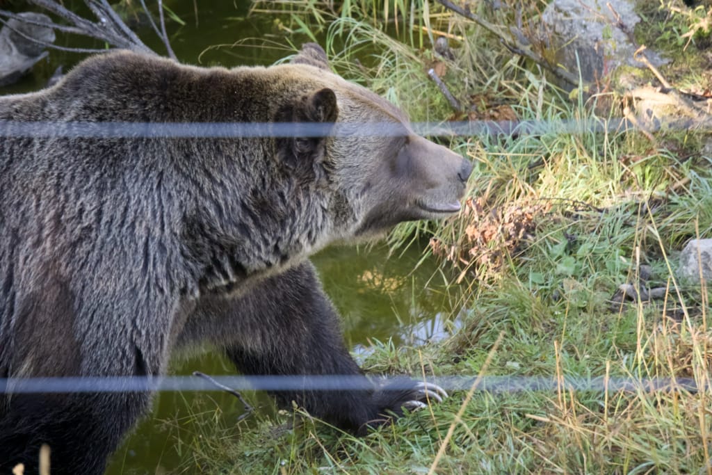 Boo the grizzly bear walks through his enclosure at Kicking Horse Mountain Resort