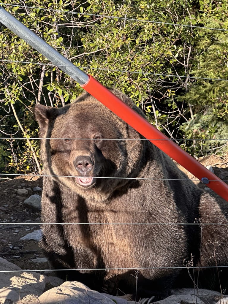 Boo the grizzly bear sits next to a fence