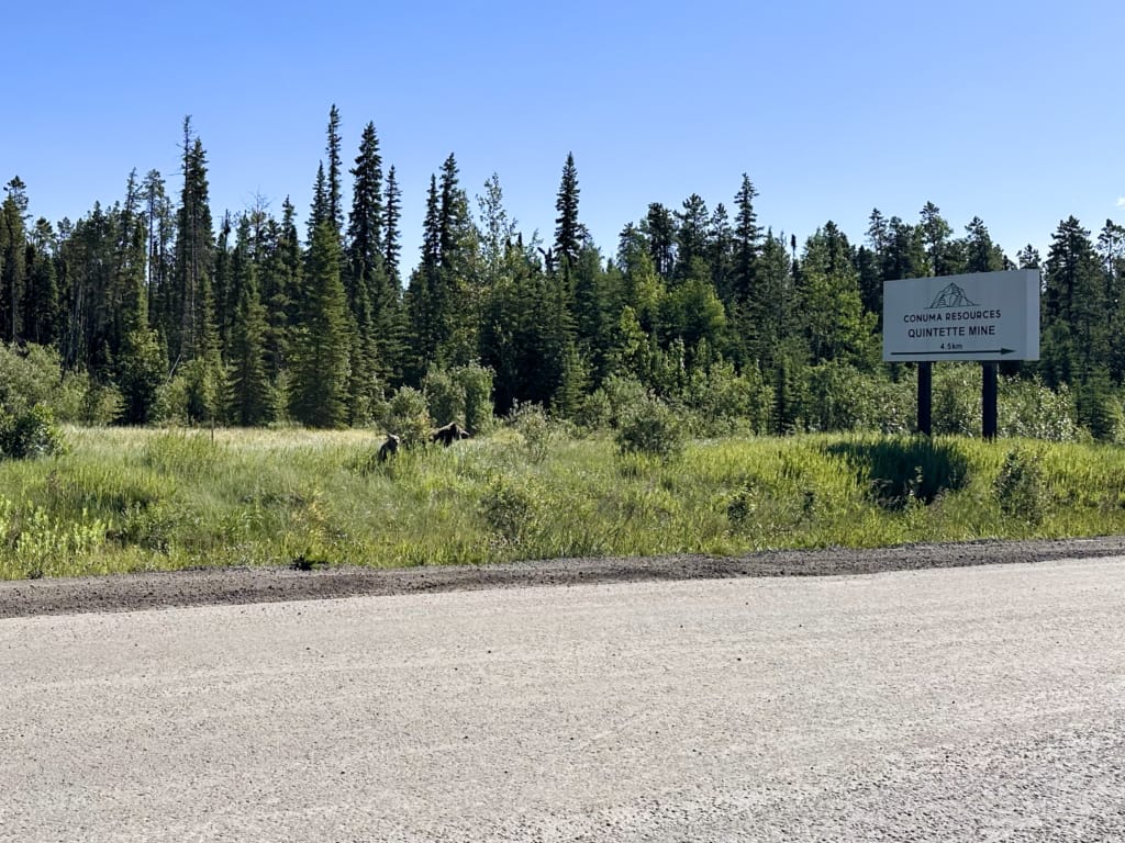 A grizzly bear mom and cub besides Highway 52 near Tumbler Ridge. 