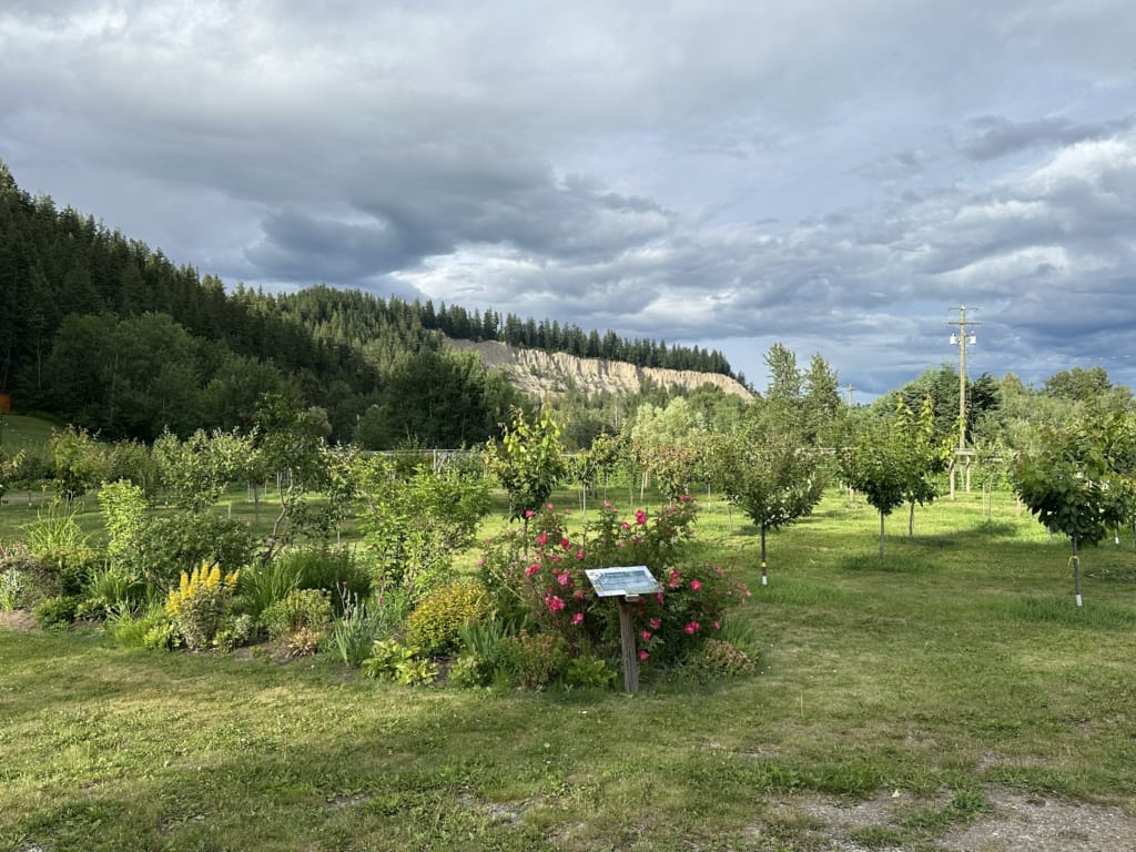 Orchard at Northern Lights Estate Winery, one of the best things to do in Prince George