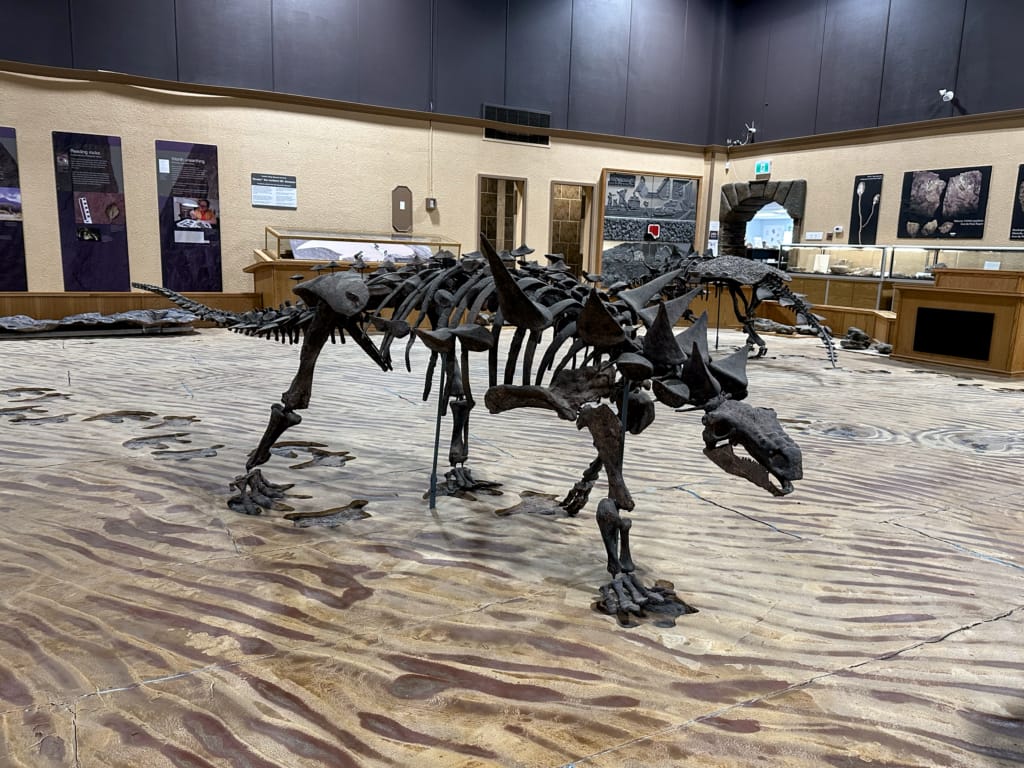 Dinosaur skeleton at the Tumbler Ridge Museum